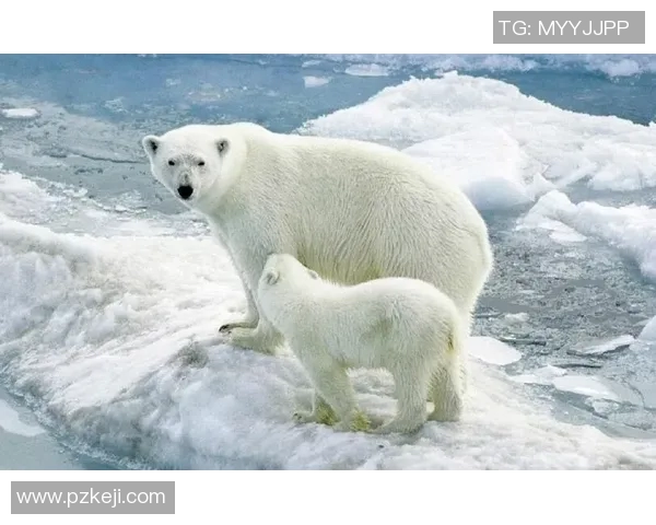 灰熊栖息地的生态变迁与保护现状探析：挑战与机遇并存